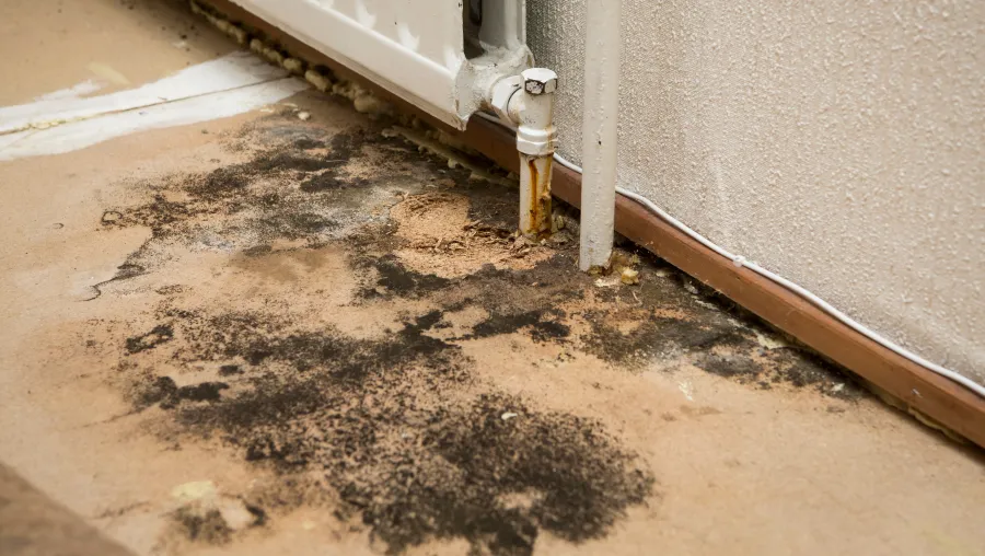 Mold Remediation